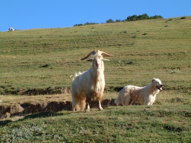 Animali al pascolo